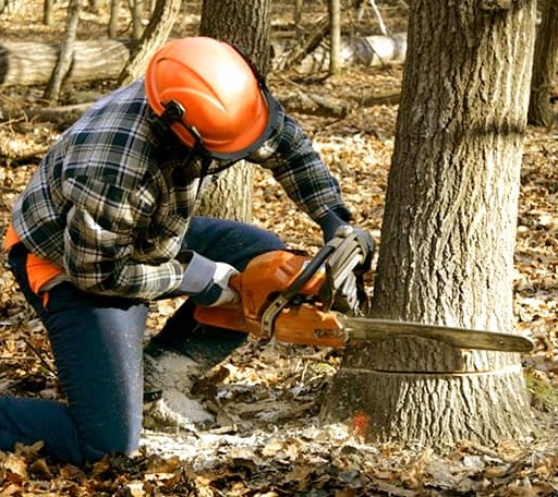 Tree Removal in Cuney, TX